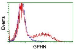 GPHN Monoclonal Antibody (OTI7B6), TrueMAB , OriGene 100 &mu;L; Unconjugated:Antibodies,