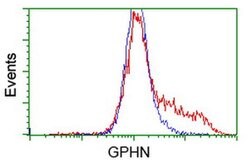 GPHN Monoclonal Antibody (OTI3A6), TrueMAB , OriGene:Antibodies:Primary