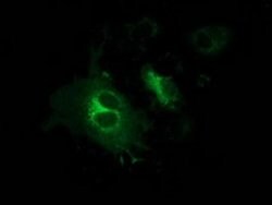 GPHN Monoclonal Antibody (OTI1C5), TrueMAB , OriGene 100 &mu;L; Unconjugated:Antibodies,