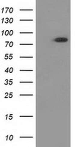 GPHN Monoclonal Antibody (OTI1C5), TrueMAB , OriGene:Antibodies:Primary