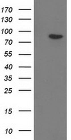 GPHN Monoclonal Antibody (OTI5B6), TrueMAB , OriGene 100 &mu;L | Buy Online | Origene Technologies | Fisher Scientific