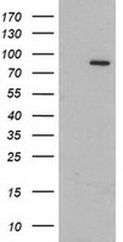GPHN Monoclonal Antibody (OTI7C6), TrueMAB , OriGene 30 &mu;L; Unconjugated:Antibodies,