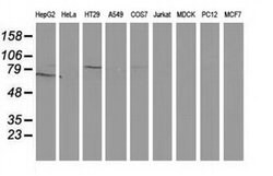 GPHN Monoclonal Antibody (OTI7C6), TrueMAB , OriGene 30 &mu;L; Unconjugated:Antibodies,
