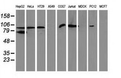 GPHN Monoclonal Antibody (OTI3A6), TrueMAB , OriGene 100 &mu;L; Unconjugated:Antibodies,