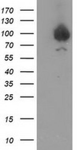GPHN Monoclonal Antibody (OTI5C9), TrueMAB , OriGene:Antibodies:Primary