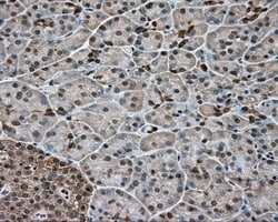 GPI Mouse anti-Human, Clone: OTI7G10, lyophilized, TrueMAB 100 &mu;g; Unconjugated:Antibodies,