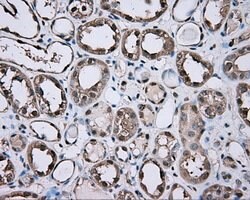GPI Mouse anti-Human, Clone: OTI7G10, lyophilized, TrueMAB 100 &mu;g; Unconjugated:Antibodies,