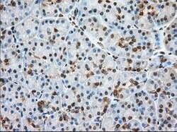 GPI Mouse anti-Human, Clone: OTI2D2, lyophilized, TrueMAB 100 &mu;g; Unconjugated:Antibodies,
