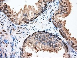 GPI Mouse anti-Human, Clone: OTI2D2, lyophilized, TrueMAB 100 &mu;g; Unconjugated:Antibodies,