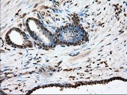 GPI Mouse anti-Human, Clone: OTI2D2, lyophilized, TrueMAB 100 &mu;g; Unconjugated:Antibodies,