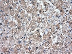 GPI Mouse anti-Human, Clone: OTI2D2, lyophilized, TrueMAB 100 &mu;g; Unconjugated:Antibodies,