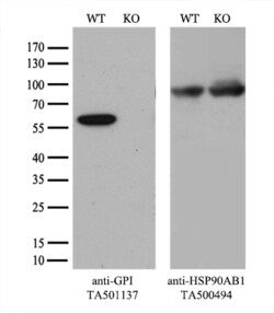 GPI Monoclonal Antibody (OTI5A11), TrueMAB , OriGene 30 &mu;L | Buy Online | OriGene | Fisher Scientific
