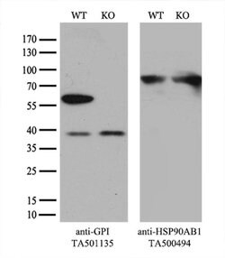 GPI Monoclonal Antibody (OTI8G7), TrueMAB , OriGene 100 &mu;L; Unconjugated:Antibodies,