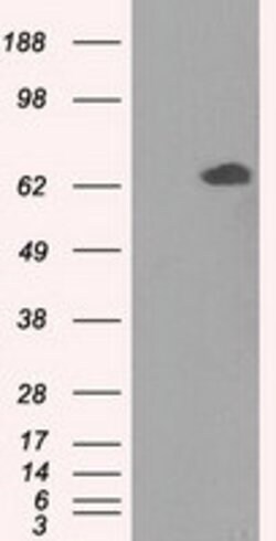 GPI Mouse anti-Human, Clone: OTI7G10, lyophilized, TrueMAB 100 &mu;g; Unconjugated:Antibodies,