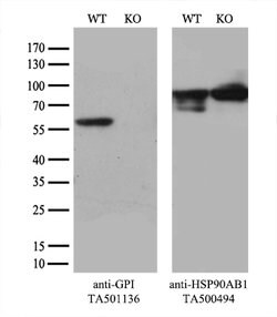 GPI Mouse anti-Human, Clone: OTI7G10, lyophilized, TrueMAB 100 &mu;g; Unconjugated:Antibodies,
