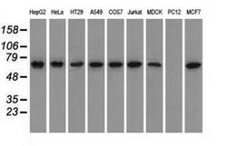 GPI Monoclonal Antibody (OTI5A11), TrueMAB , OriGene 100 &mu;L | Buy Online | OriGene | Fisher Scientific