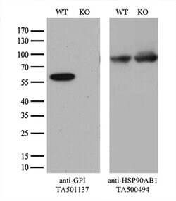 GPI Monoclonal Antibody (OTI5A11), TrueMAB , OriGene 100 &mu;L | Buy Online | OriGene | Fisher Scientific