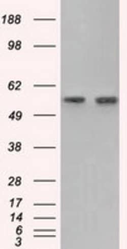 GPI Mouse anti-Human, Clone: OTI2D2, lyophilized, TrueMAB 100 &mu;g; Unconjugated:Antibodies,