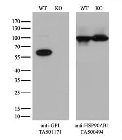 GPI Mouse anti-Human, Clone: OTI2D2, lyophilized, TrueMAB 100 &mu;g; Unconjugated:Antibodies,