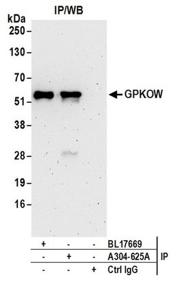 GPKOW Rabbit anti-Human, Polyclonal, Bethyl Laboratories 100 &mu;L; Unconjugated:Antibodies,