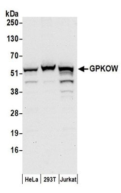 GPKOW Rabbit anti-Human, Polyclonal, Bethyl Laboratories 100 &mu;L; Unconjugated:Antibodies,