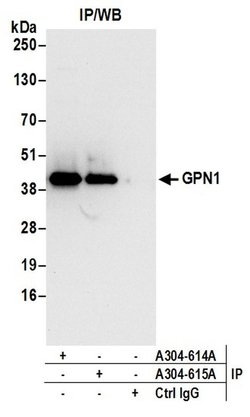 GPN1 Rabbit anti-Human, Mouse, Polyclonal, Bethyl Laboratories 100 &mu;L;