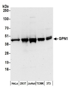 GPN1 Rabbit anti-Human, Mouse, Polyclonal, Bethyl Laboratories 100 &mu;L;
