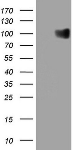 GPNMB Monoclonal Antibody (OTI8A10), TrueMAB , OriGene:Antibodies:Primary