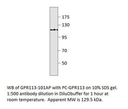 GPR113 Rabbit anti-Human, Non-human Primate, Polyclonal, FabGennix 200
