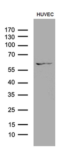 GPR151 Mouse anti-Human, Clone: OTI2B4, lyophilized, TrueMAB 100 &mu;g;