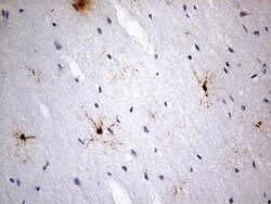 GPR17 Monoclonal Antibody (OTI6A3), TrueMAB , OriGene 100 &mu;L; Unconjugated:Antibodies,