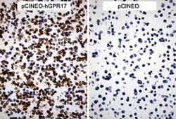 GPR17 Monoclonal Antibody (OTI6A3), TrueMAB , OriGene 100 &mu;L; Unconjugated:Antibodies,