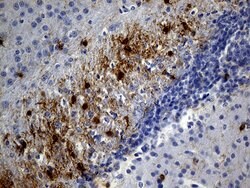 GPR17 Monoclonal Antibody (OTI6A3), TrueMAB , OriGene 100 &mu;L; Unconjugated:Antibodies,
