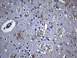 GPR17 Monoclonal Antibody (OTI6A3), TrueMAB , OriGene 100 &mu;L; Unconjugated:Antibodies,