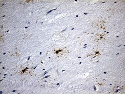 GPR17 Mouse anti-Human, Clone: OTI10B8, lyophilized, TrueMAB 100 &mu;g;
