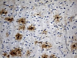 GPR17 Mouse anti-Human, Clone: OTI10B8, lyophilized, TrueMAB 100 &mu;g;