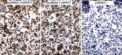 GPR17 Mouse anti-Human, Clone: OTI10B8, lyophilized, TrueMAB 100 &mu;g;