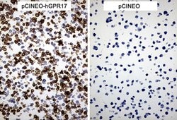 GPR17 Mouse anti-Human, Clone: OTI10B8, lyophilized, TrueMAB 100 &mu;g;