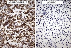 GPR17 Monoclonal Antibody (OTI9D6), TrueMAB , OriGene 30 &mu;L | Buy Online | Origene Technologies | Fisher Scientific
