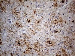 GPR17 Monoclonal Antibody (OTI9D6), TrueMAB , OriGene 30 &mu;L | Buy Online | Origene Technologies | Fisher Scientific