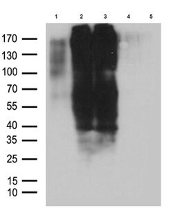 GPR17 Mouse anti-Human, Clone: OTI10B8, lyophilized, TrueMAB 100 &mu;g;