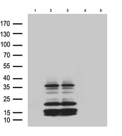 GPR26 Monoclonal Antibody (OTI2F3), TrueMAB , OriGene:Antibodies:Primary