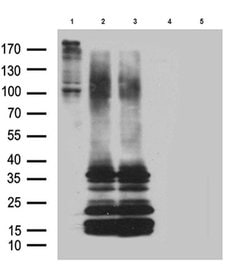 GPR26 Monoclonal Antibody (OTI3D10), TrueMAB , OriGene 100 &mu;L; Unconjugated:Antibodies,