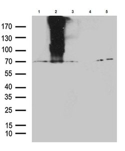 GPR83 Monoclonal Antibody (OTI13B6), TrueMAB , OriGene 100 &mu;L; Unconjugated:Antibodies,