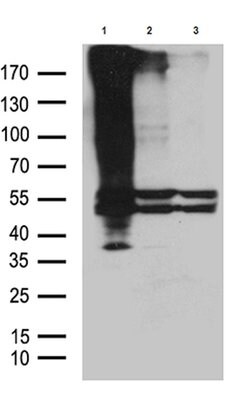 GPR83 Mouse anti-Mouse, Clone: OTI6C6, lyophilized, TrueMAB 100 &mu;g;