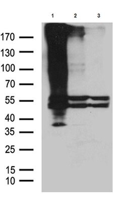 GPR83 Monoclonal Antibody (OTI6C6), TrueMAB , OriGene 100 &mu;L; Unconjugated:Antibodies,