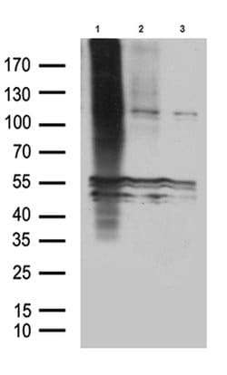 GPR83 Monoclonal Antibody (OTI3E8), TrueMAB , OriGene:Antibodies:Primary