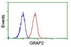 GRAP2 Mouse anti-Human, Clone: OTI1G2, TrueMAB , Origene 30 &mu;L | Buy Online | Origene Technologies | Fisher Scientific