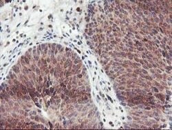 GRAP2 Mouse anti-Human, Clone: OTI1G2, lyophilized, TrueMAB 100 &mu;g;