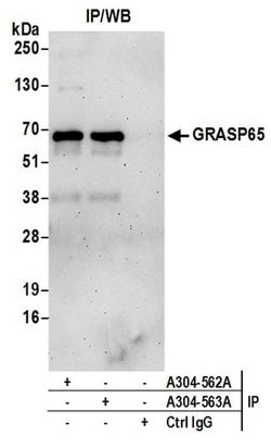 GRASP65 Rabbit anti-Human, Polyclonal, Bethyl Laboratories 10 &mu;L; Unconjugated:Antibodies,